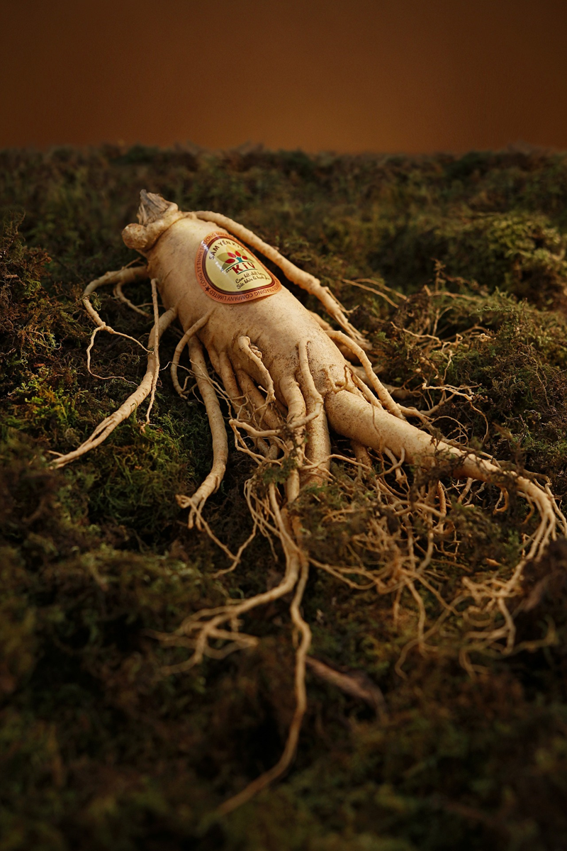 Ashwagandha – starożytne zioło o nowoczesnych zastosowaniach